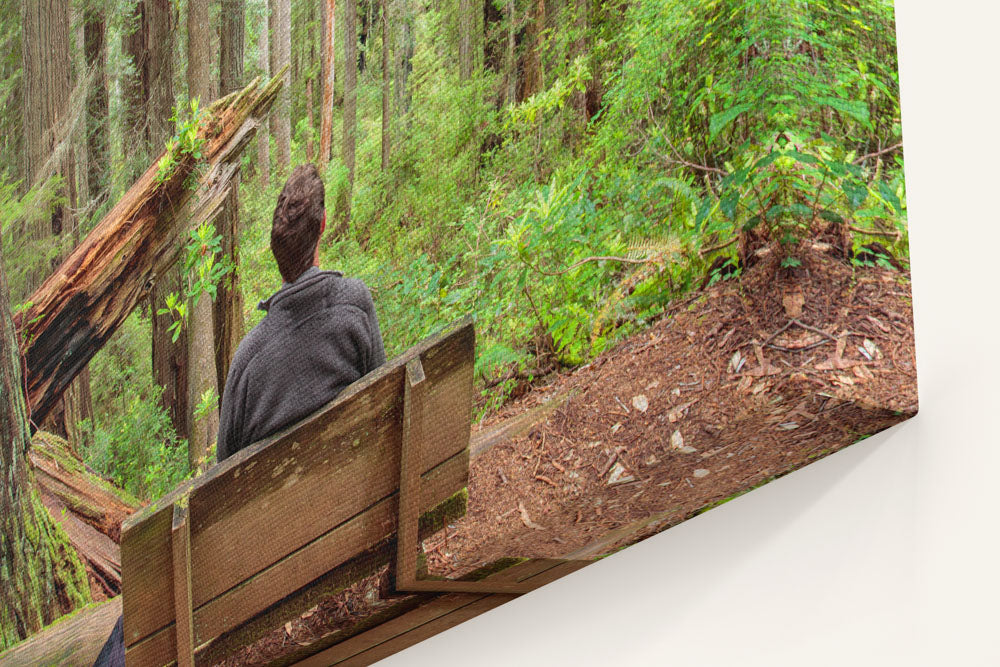 Ah-Pah Interpretive Trail, Prairie Creek Redwoods State Park, California