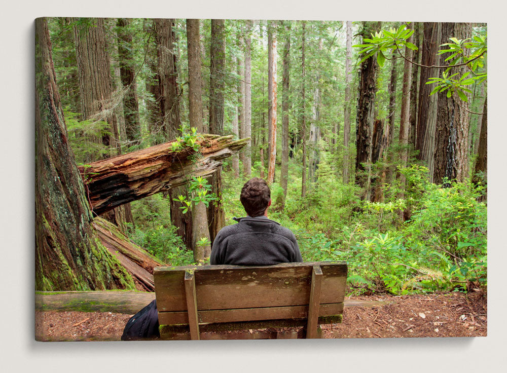 Ah-Pah Interpretive Trail, Prairie Creek Redwoods State Park, California