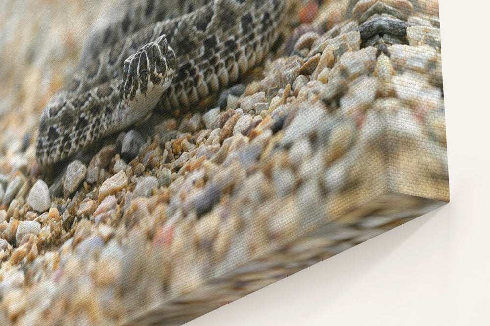 Rattlesnake on Path, Little Bighorn Battlefield National Monument, Montana