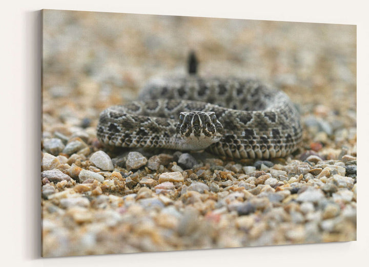 Rattlesnake on Path, Little Bighorn Battlefield National Monument, Montana