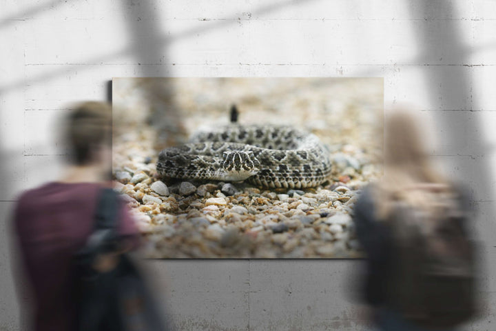 Rattlesnake on Path, Little Bighorn Battlefield National Monument, Montana