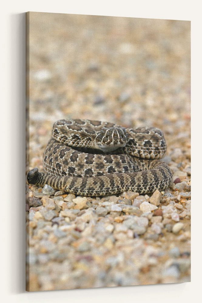 Prairie Rattlesnake on Path, Little Bighorn Battlefield National Monument, Montana