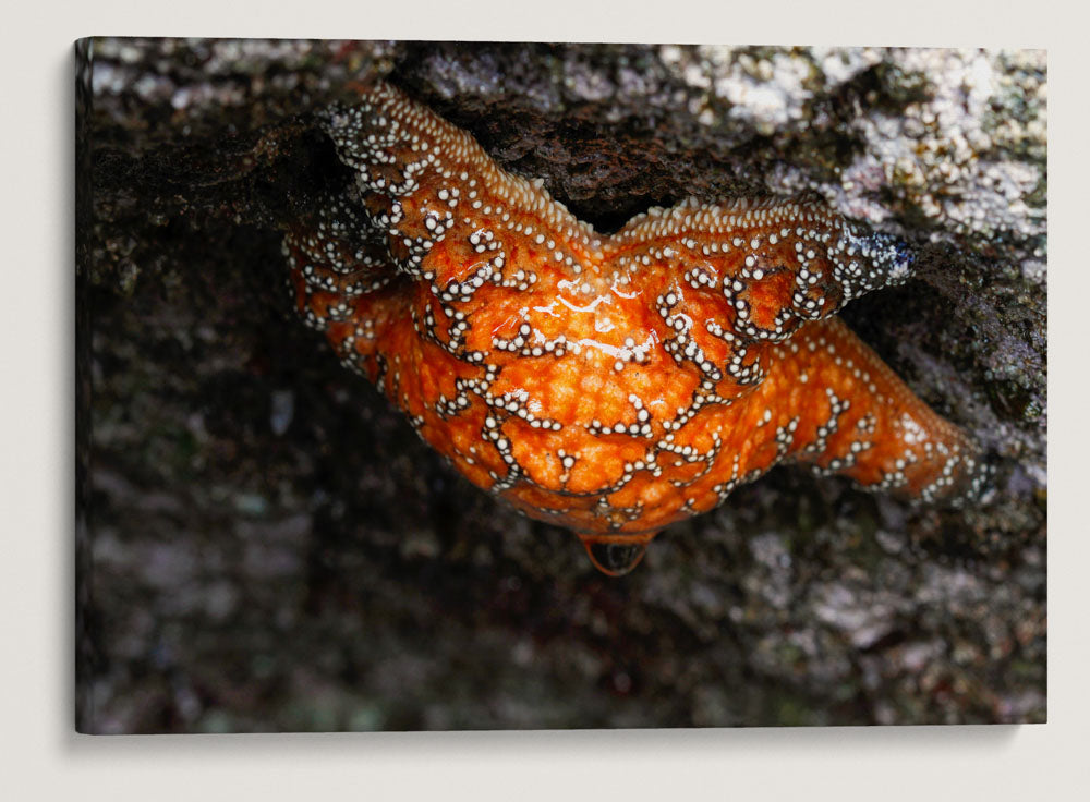 Purple Sea Star, Martin Creek Beach, Trinidad, California, USA