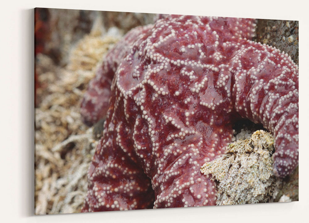 Purple Sea Star starfish, Martin Creek Beach intertidal area, Trinidad, California, USA
