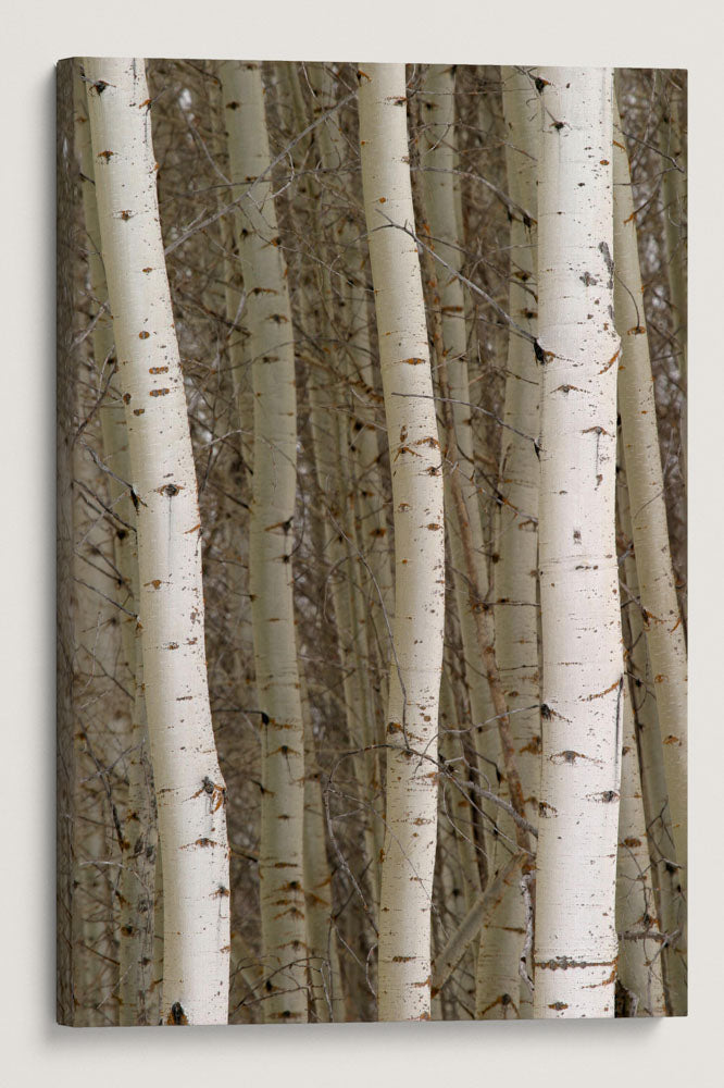 Quaking Aspens In Winter, Fort Klamath, Oregon, USA