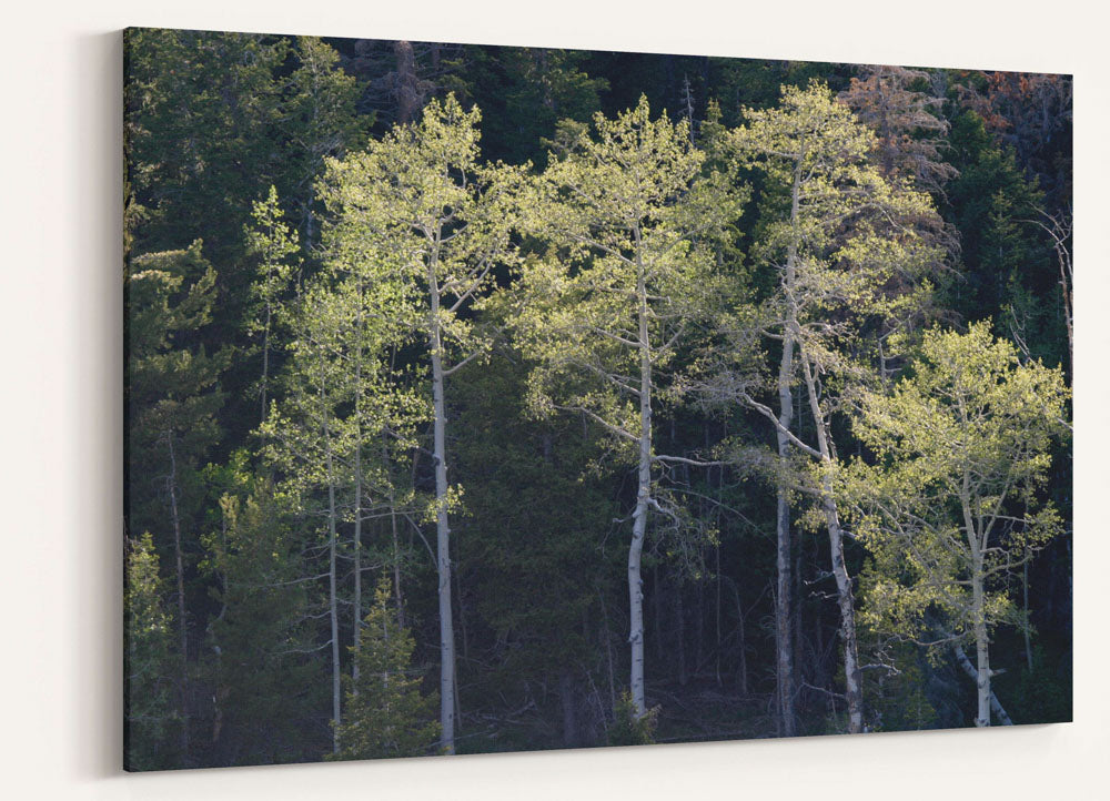 Quaking aspen, Great Basin National Park, Nevada