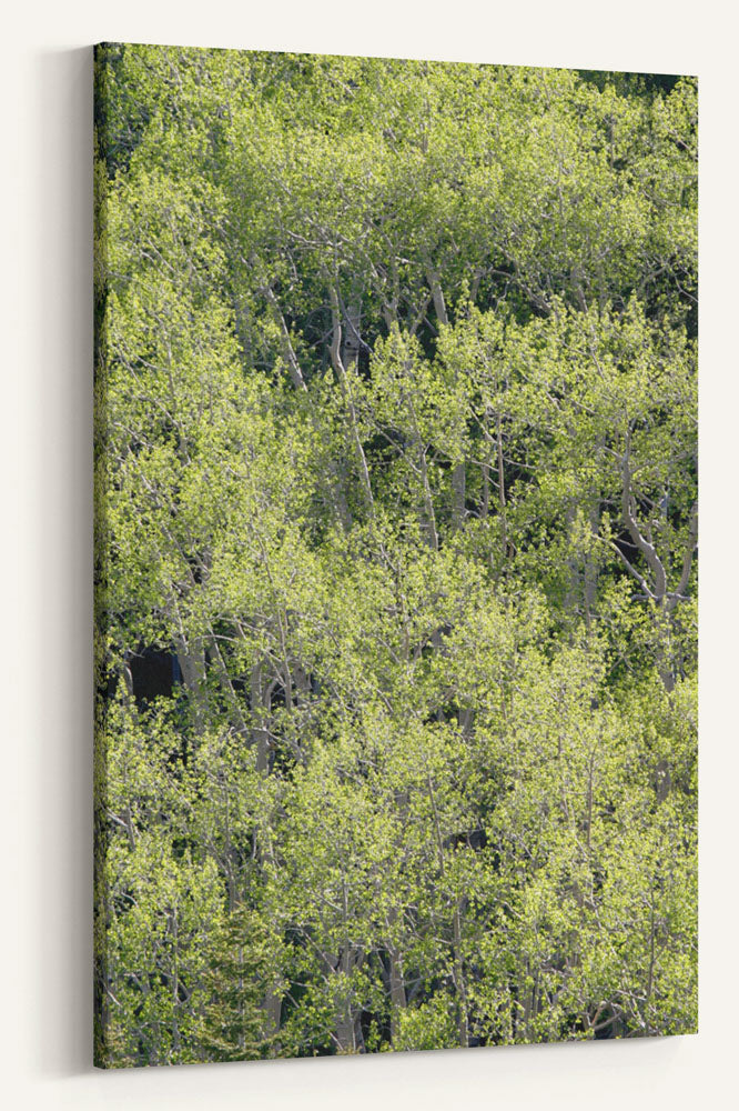 Quaking aspen grove, Great Basin National Park, Nevada