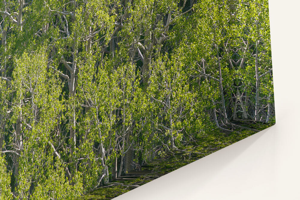 Quaking Aspen, Great Basin National Park, Nevada, USA