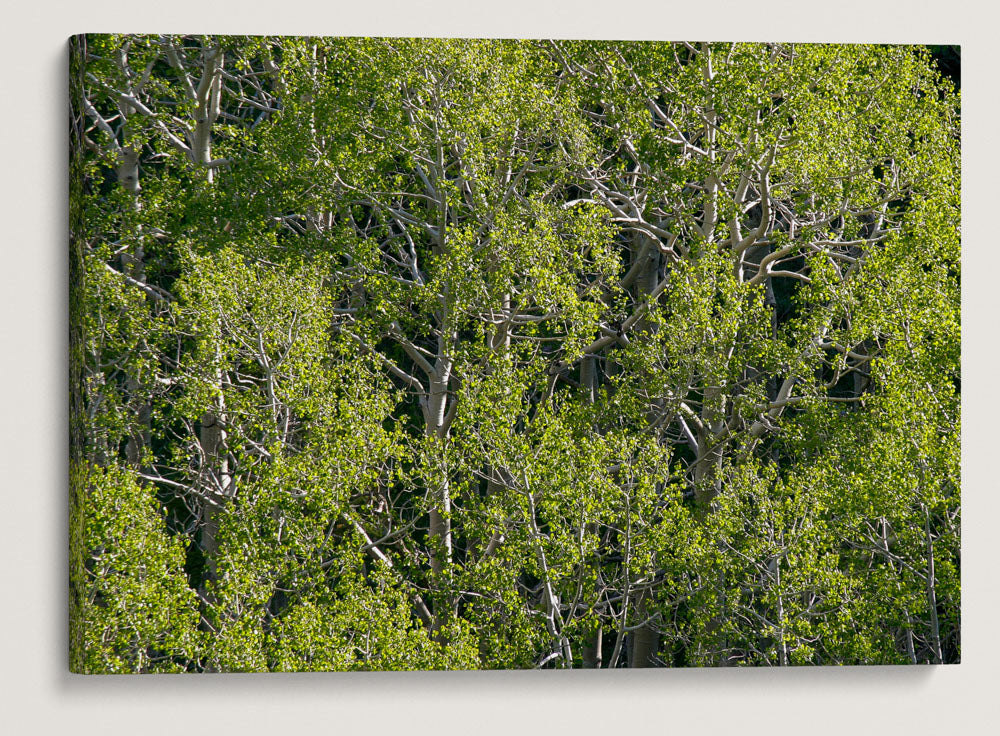 Quaking Aspen, Great Basin National Park, Nevada, USA