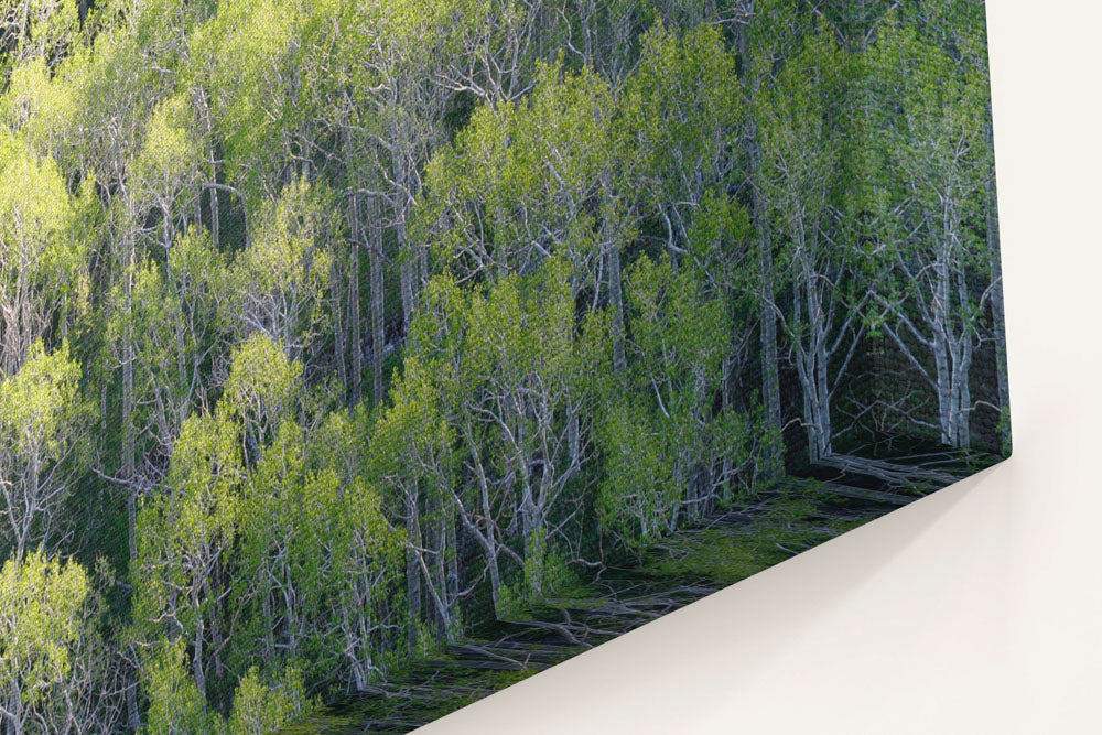 Quaking Aspen Grove, Great Basin National Park, Nevada