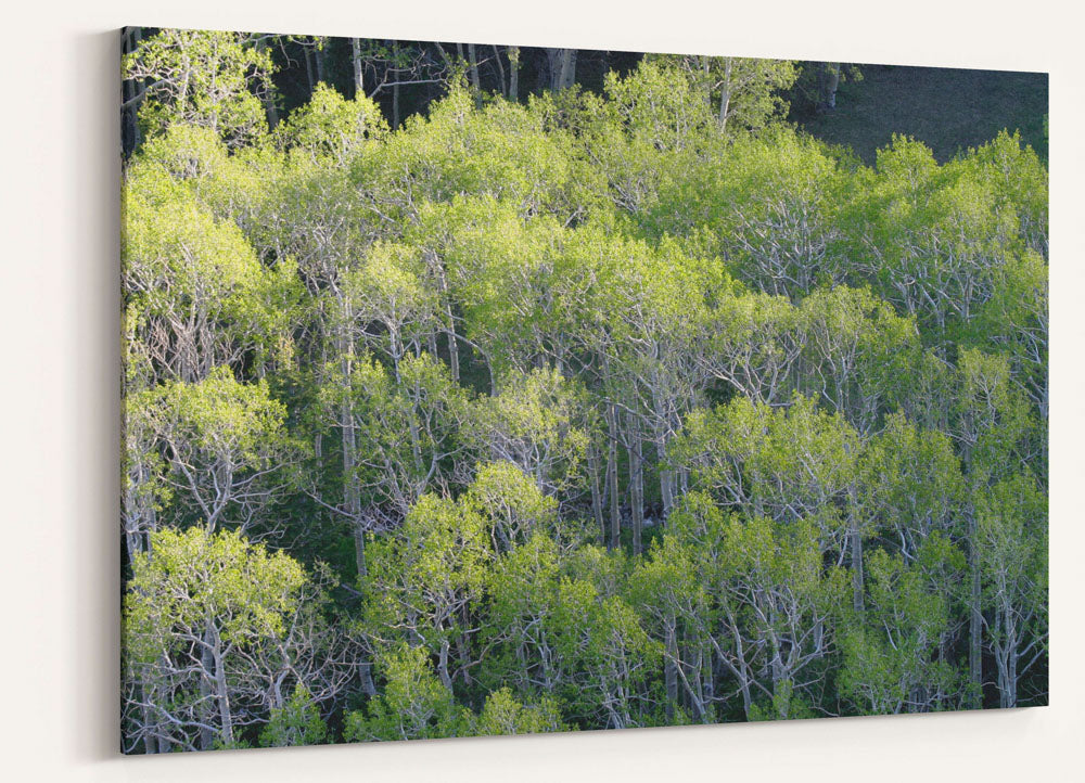 Quaking Aspen Grove, Great Basin National Park, Nevada