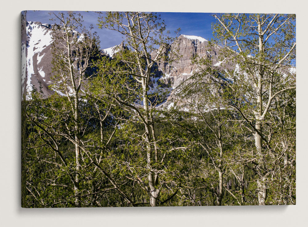 Quaking aspen and Wheeler Peak, Great Basin National Park, Nevada, USA