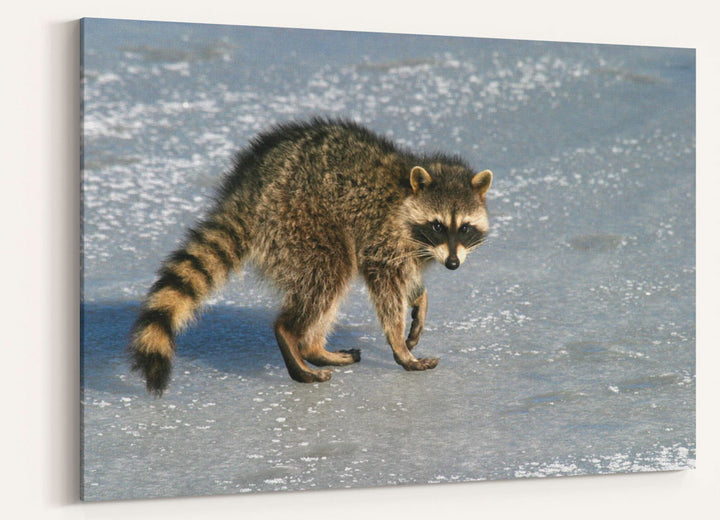 Raccoon on Ice, Lower Klamath National Wildlife Refuge, California