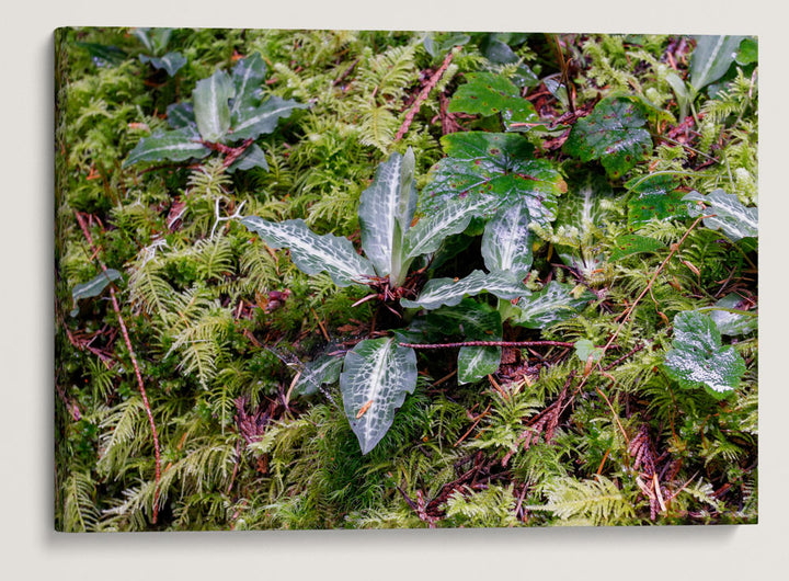 Rattlesnake Plantain, Lookout Creek Old-Growth Trail, Oregon, USA