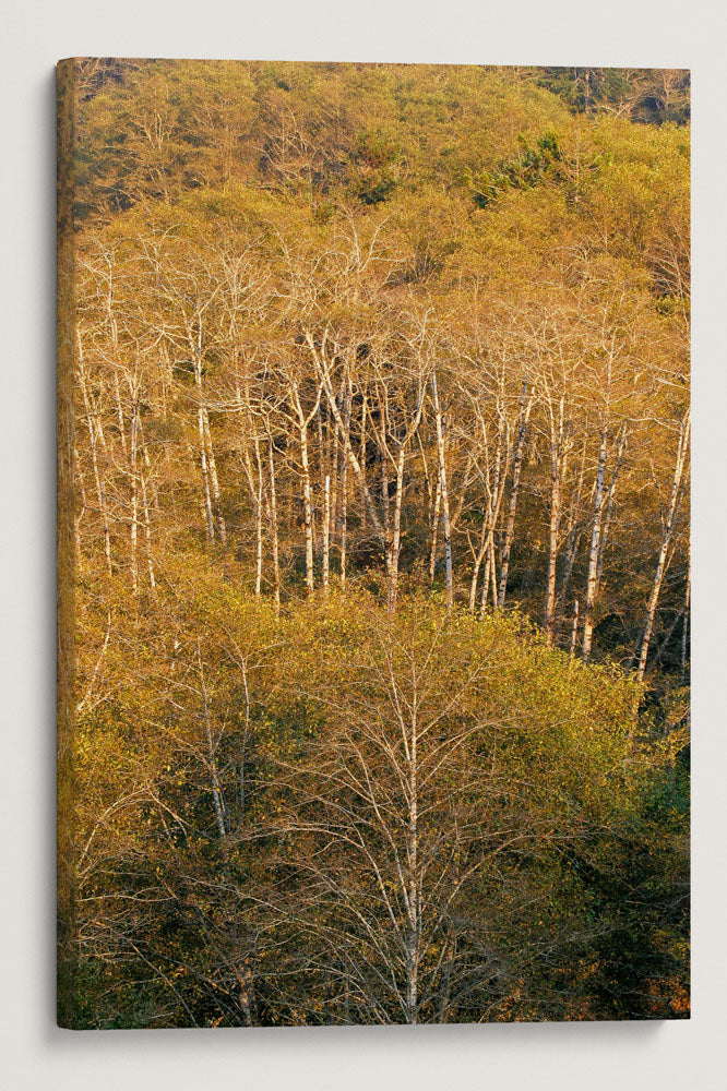 Red Alders, Humboldt Lagoon, Northern California, USA