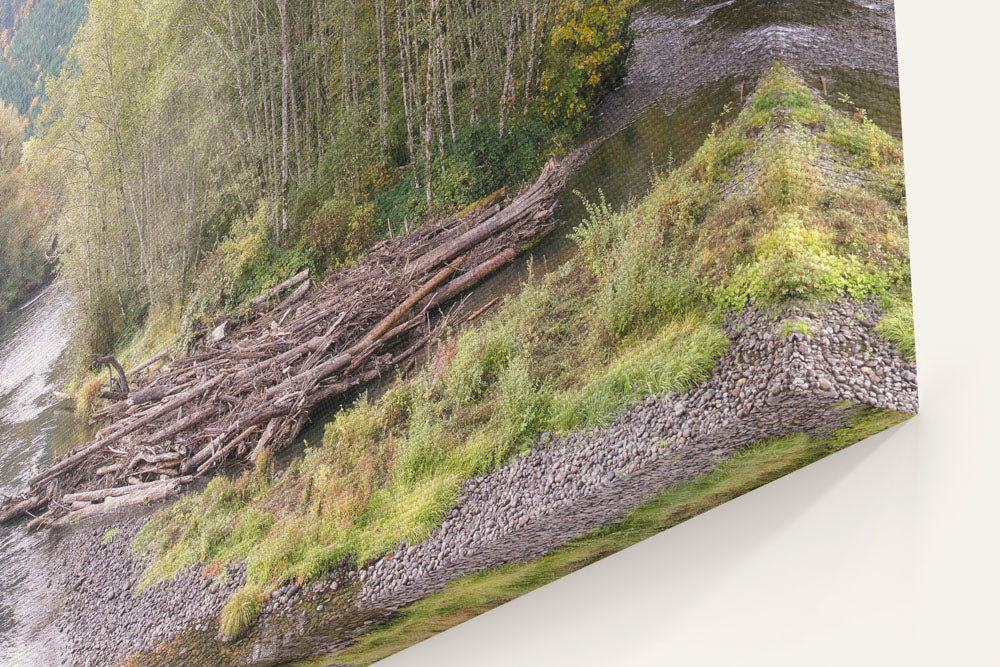 Red alders and McKenzie River, Willamette National Forest, Oregon, USA