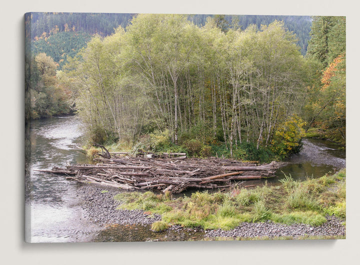 Red alders and McKenzie River, Willamette National Forest, Oregon, USA