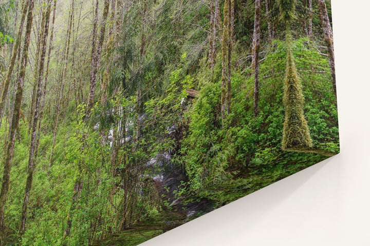 Red alder, Sweet Creek Trail, Siuslaw National Forest, Oregon, USA