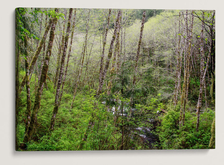 Red alder, Sweet Creek Trail, Siuslaw National Forest, Oregon, USA