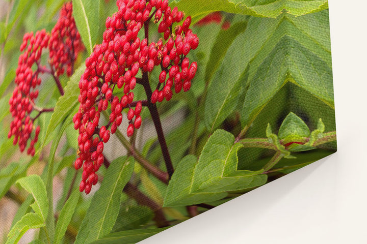 Red Elderberry, Crater Lake National Park, Oregon, USA