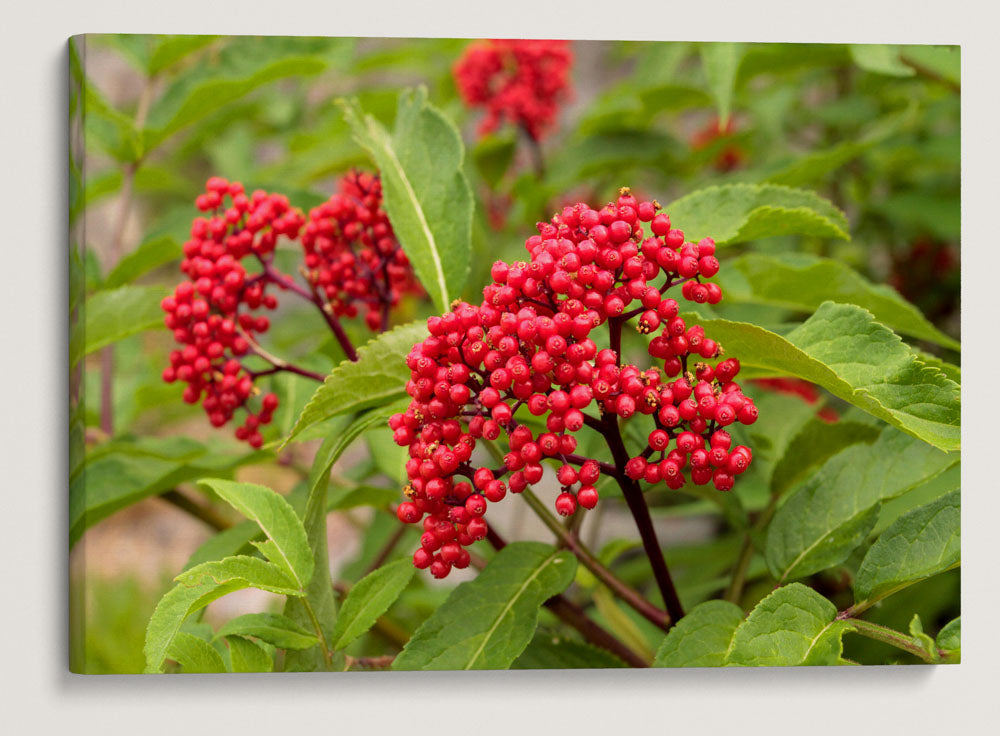 Red Elderberry, Crater Lake National Park, Oregon, USA