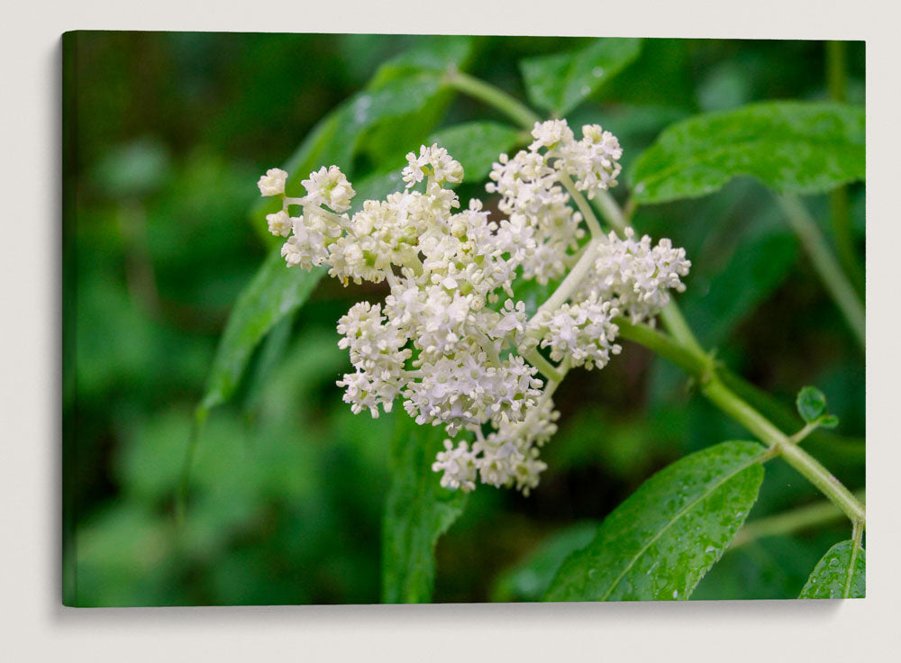 Red Elderberry, Sweet Creek Trail, Siuslaw National Forest, Oregon, USA