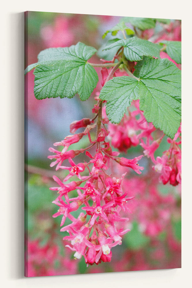 Red-flowering currant, Eugene, Oregon