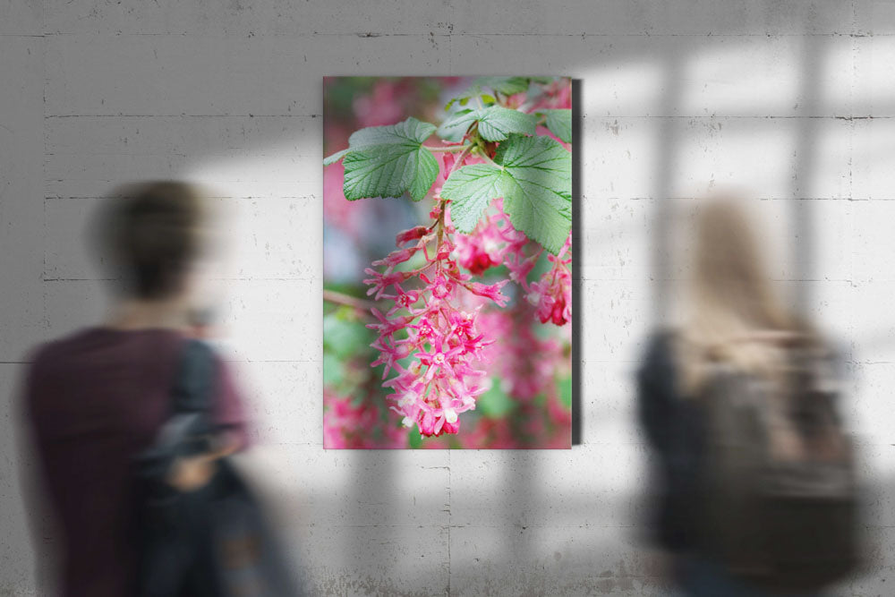 Red-flowering currant, Eugene, Oregon