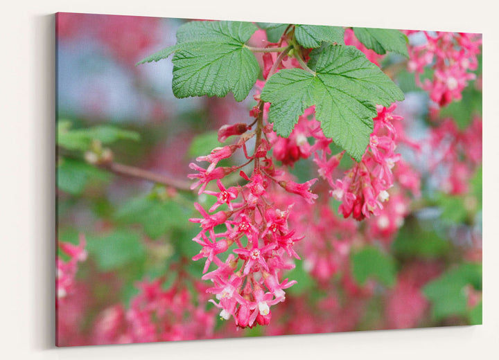 Red-flowering currant, Eugene, Oregon