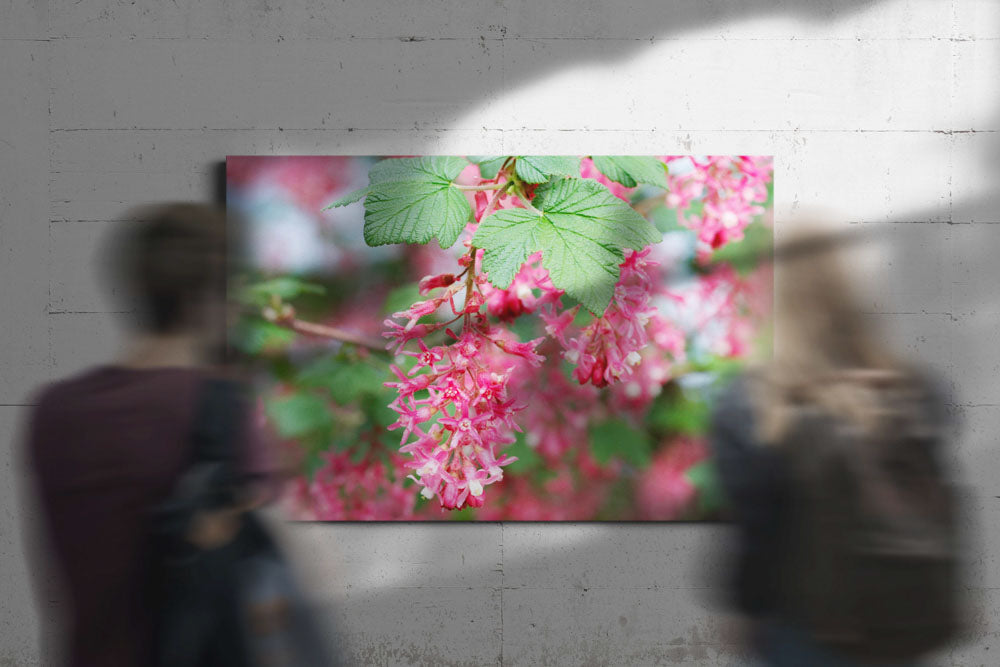 Red-flowering currant, Eugene, Oregon