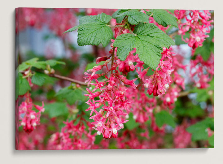 Red-Flowering Currant, Eugene, Oregon, USA