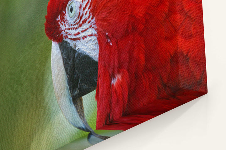 Green-winged Macaw Closeup, National Aviary, Pennsylvania
