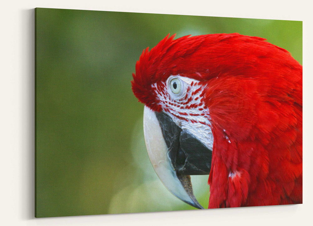 Green-winged Macaw Closeup, National Aviary, Pennsylvania