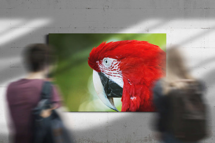 Green-winged Macaw Closeup, National Aviary, Pennsylvania