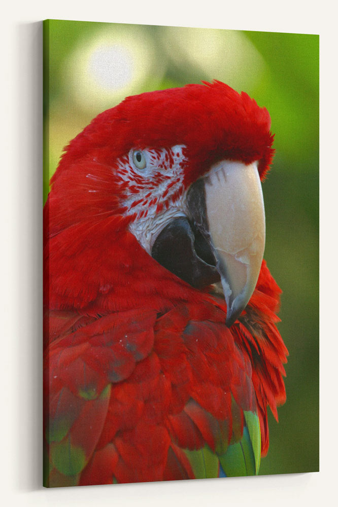 Green-winged Macaw Closeup, National Aviary, Pennsylvania