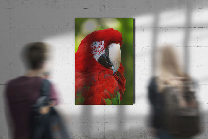 Green-winged Macaw Closeup, National Aviary, Pennsylvania