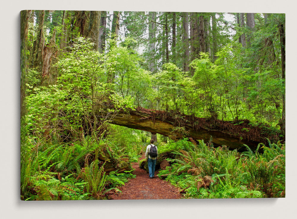 Red huckleberry Growing on Coastal Redwood Log, Foothill Trail, Prairie Creek Redwoods State Park, California