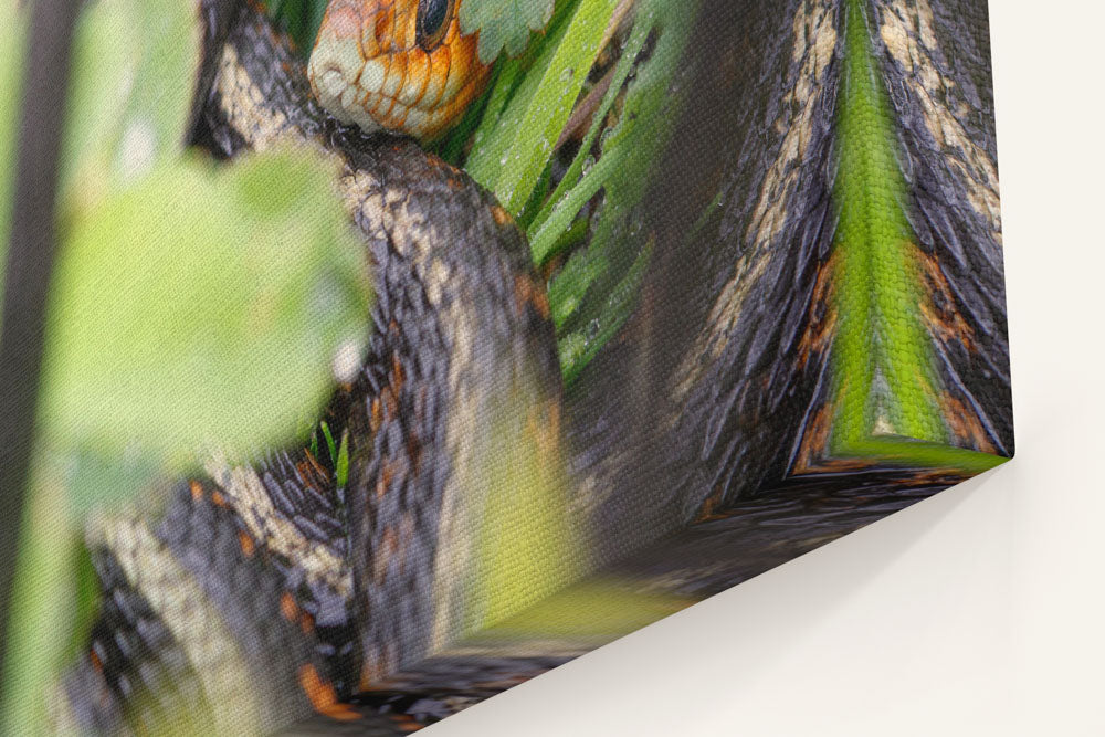 Garter Snake, William L. Finley National Wildlife Refuge, Oregon, USA