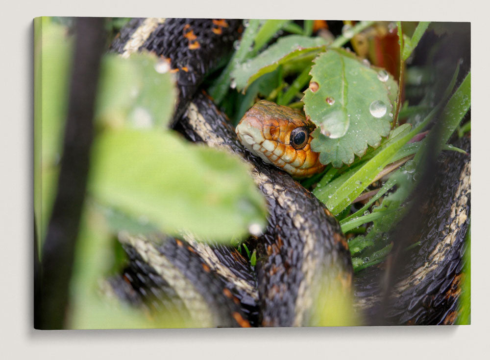 Garter Snake, William L. Finley National Wildlife Refuge, Oregon, USA