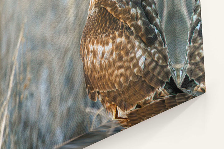 Red-tailed hawk, Lower Klamath National Wildlife Refuge, California