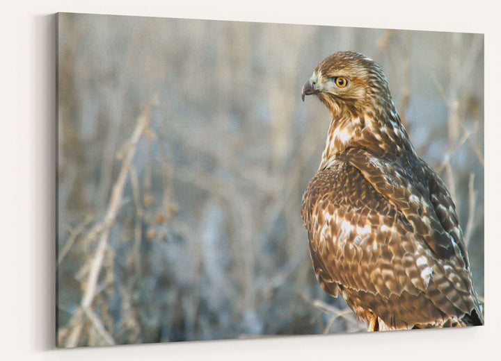 Red-tailed hawk, Lower Klamath National Wildlife Refuge, California