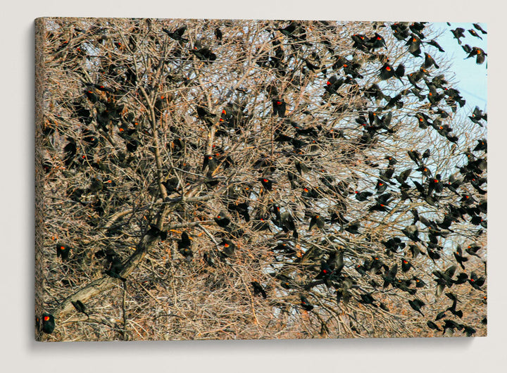 Flock of Red-Winged Blackbirds, Tule Lake National Wildlife Refuge, California, USA