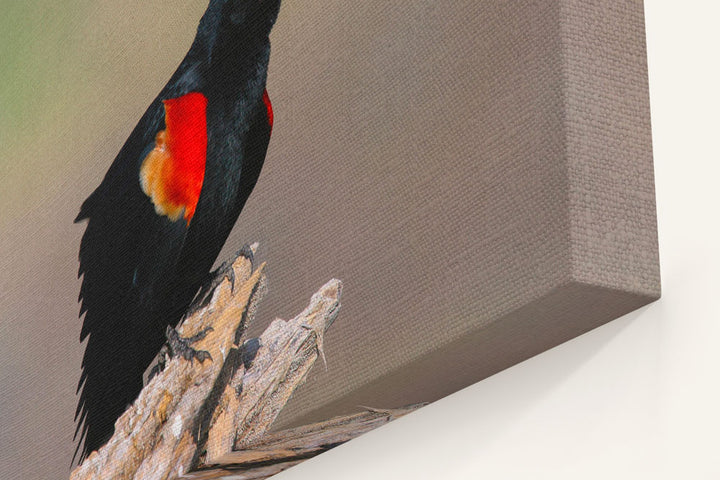 Red-Winged Blackbird Calling, Tule Lake National Wildlife Refuge, California, USA