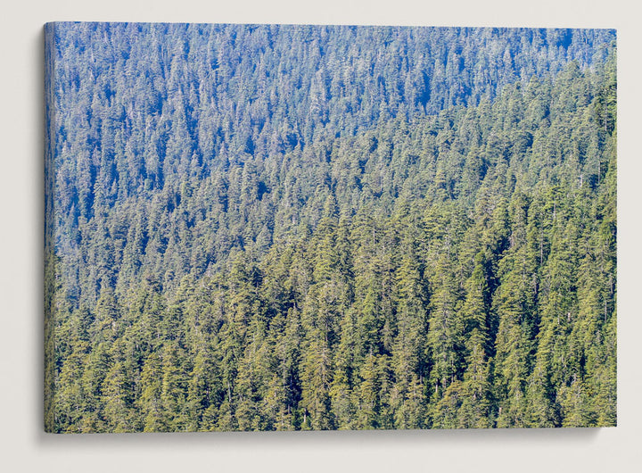 Conifer Forest Trees, Teton Mountain Range, Targhee National Forest, Wyoming, USA