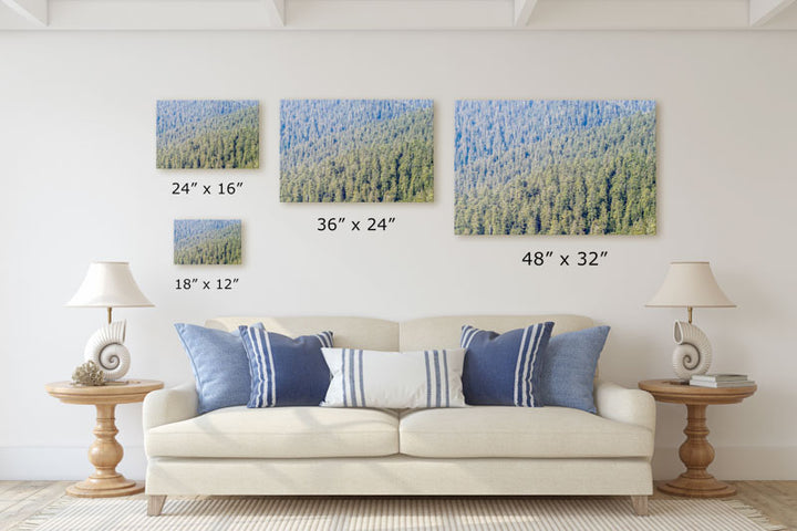 Conifer Forest Trees, Teton Mountain Range, Targhee National Forest, Wyoming, USA