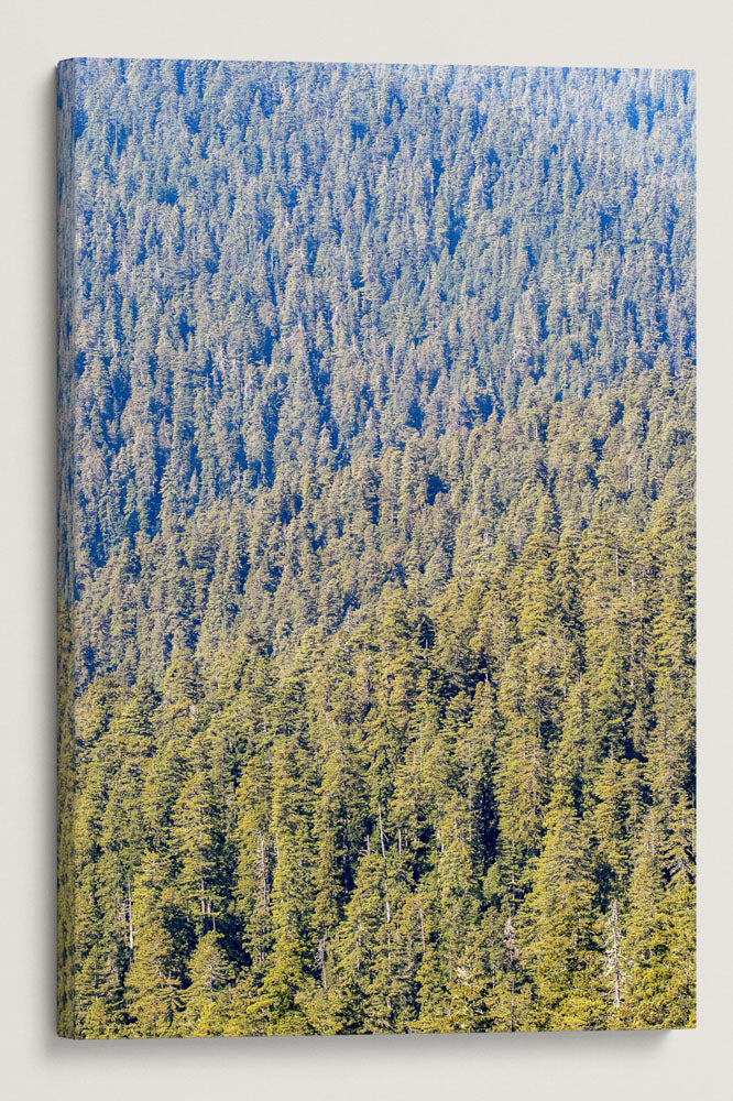 Redwood Forest, Redwood Creek Overlook, Redwood National Park, California, USA