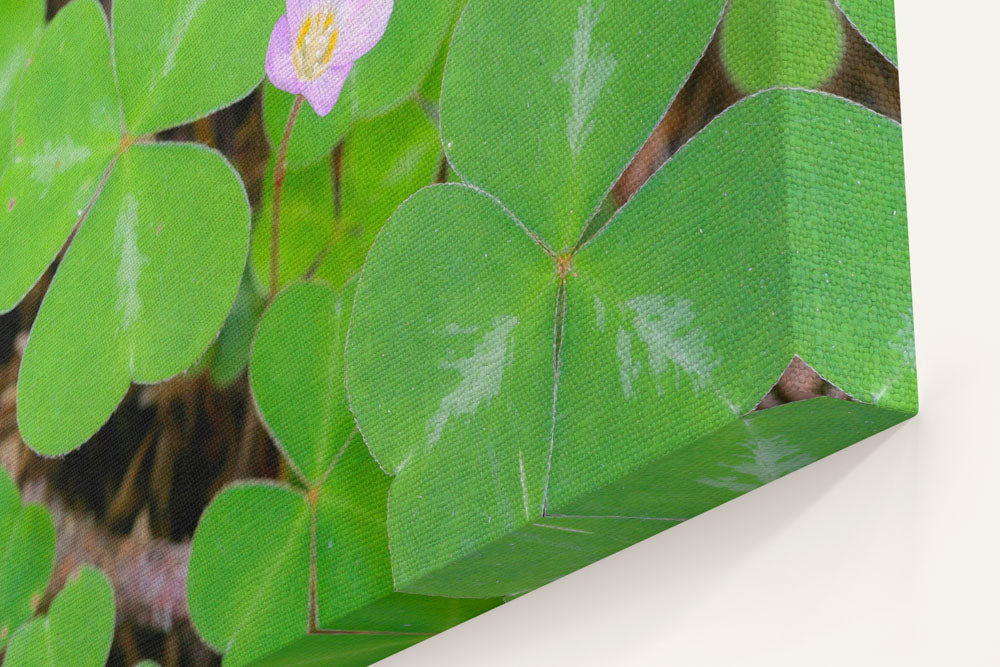 Redwood Sorrel, Humboldt Redwoods State Park, California, USA