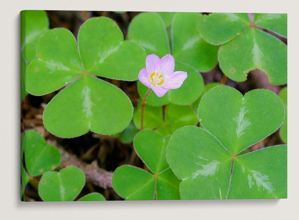 Redwood Sorrel, Humboldt Redwoods State Park, California, USA