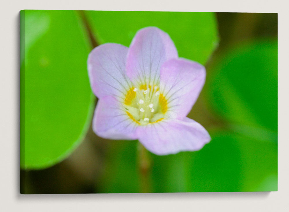 Redwood Sorrel, Humboldt Redwoods State Park, California, USA