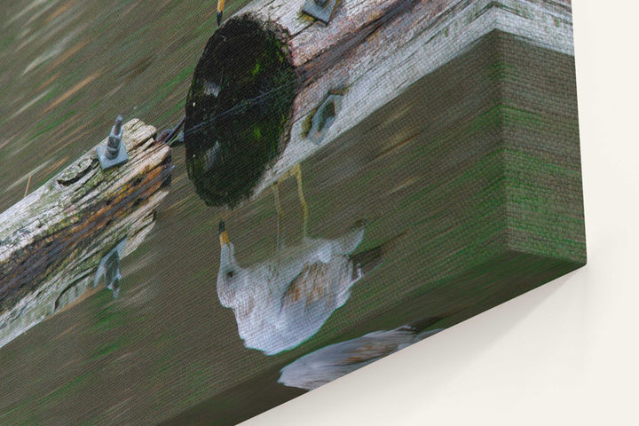 Ring-billed gull studies its reflection, Klamath Falls, Oregon